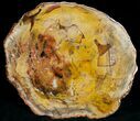 Beautiful Araucaria Petrified Wood Slab - x #6757-3